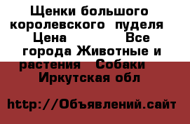 Щенки большого (королевского) пуделя › Цена ­ 25 000 - Все города Животные и растения » Собаки   . Иркутская обл.